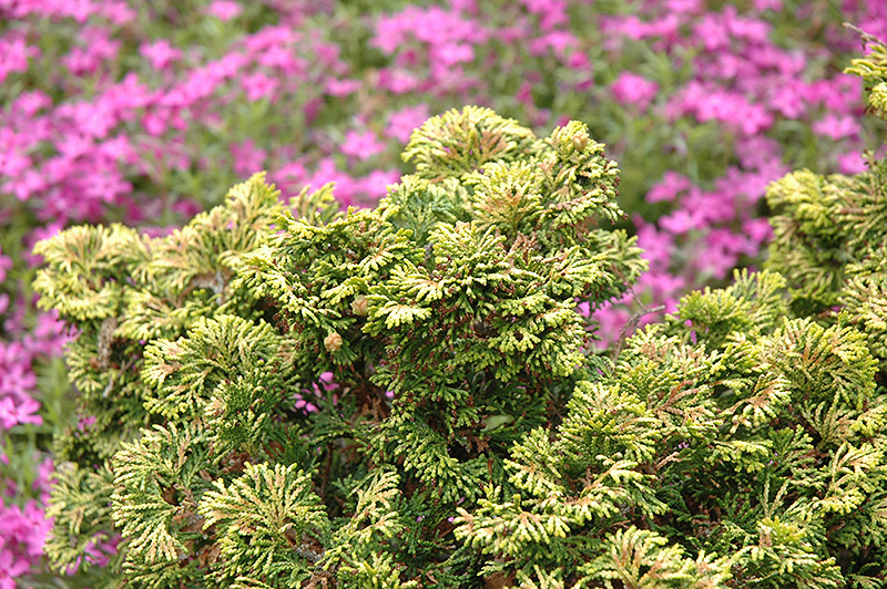 Verdon Dwarf Hinoki Falsecypress (Chamaecyparis obtusa 'Verdoni') at Plants Unlimited
