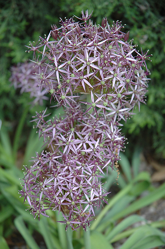 Star Of Persia Onion (Allium christophii) at Plants Unlimited
