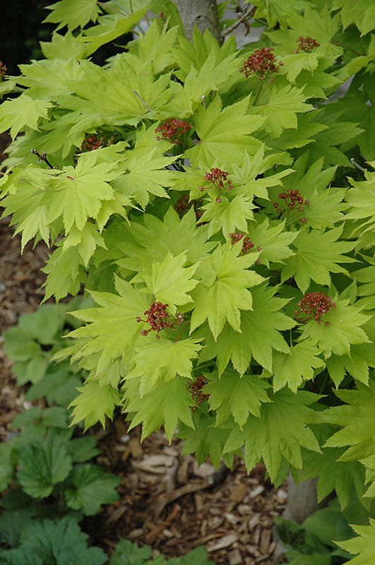 Golden Fullmoon Maple (Acer japonicum 'Aureum') at Plants Unlimited