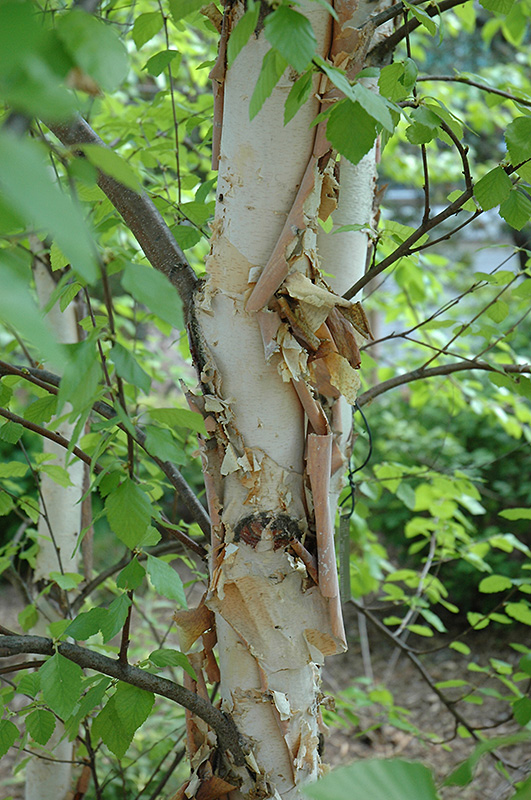 Heritage River Birch (Betula nigra 'Heritage') at Plants Unlimited