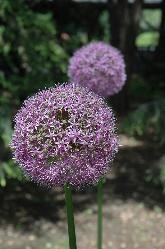 Globemaster Ornamental Onion (Allium 'Globemaster') at Plants Unlimited