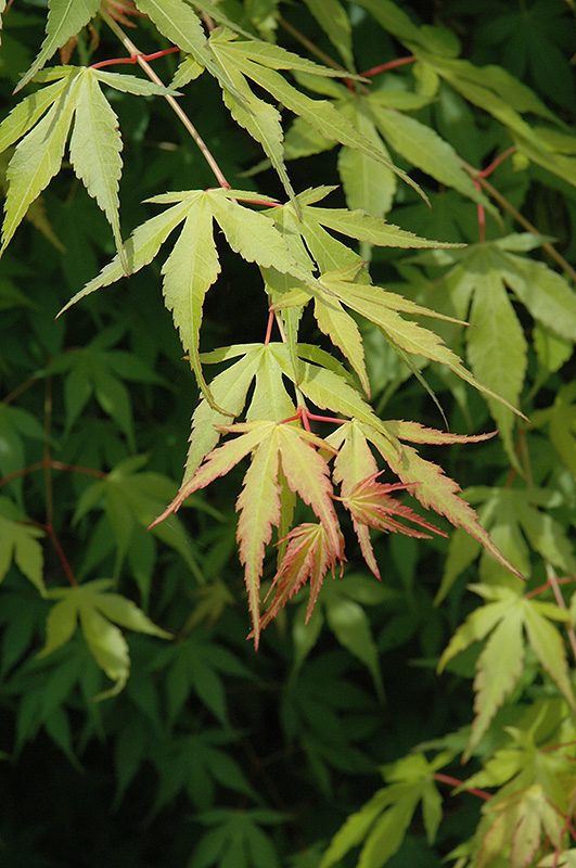 Katsura Japanese Maple (Acer palmatum 'Katsura') at Plants Unlimited
