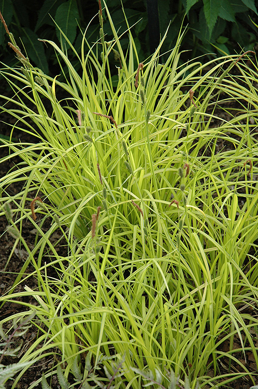 Bowles' Golden Sedge (Carex elata 'Aurea') at Plants Unlimited