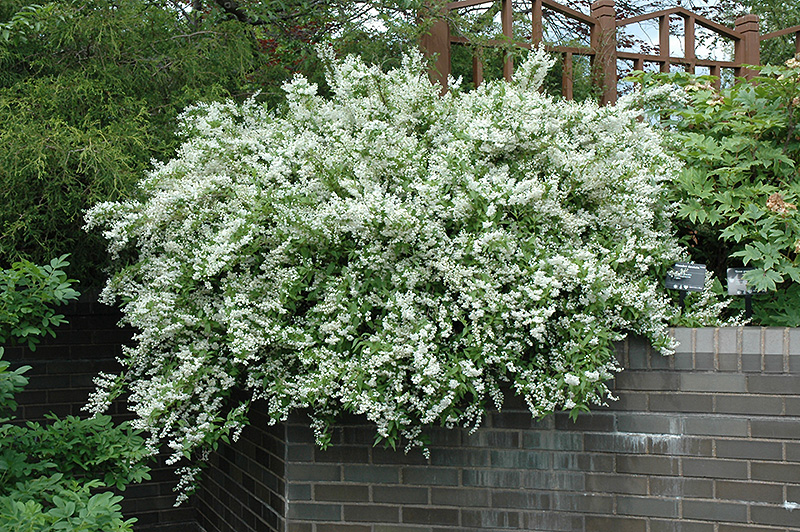 Slender Deutzia (Deutzia gracilis) at Plants Unlimited