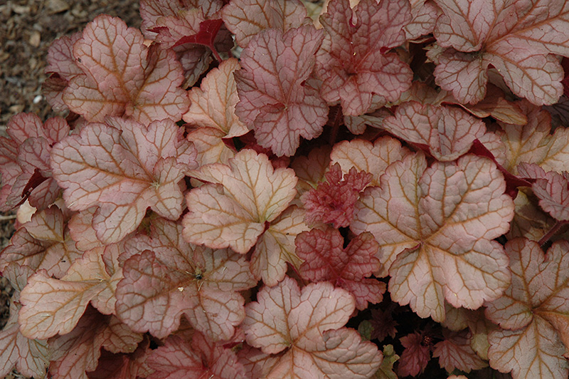 Pinot Gris Coral Bells (Heuchera 'Pinot Gris') at Plants Unlimited