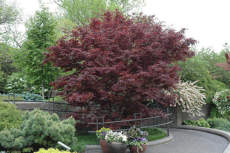 Bloodgood Japanese Maple (Acer palmatum 'Bloodgood') at Plants Unlimited