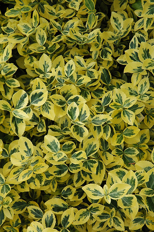 Emerald 'n' Gold Wintercreeper (Euonymus fortunei 'Emerald 'n' Gold') at Plants Unlimited
