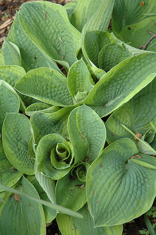 Flavocircinalis Hosta (Hosta 'Flavocircinalis') at Plants Unlimited