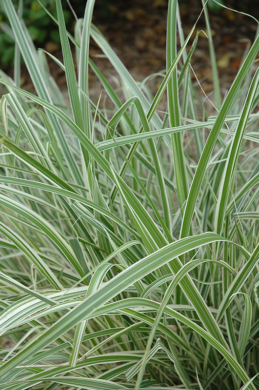 Rigoletto Maiden Grass (Miscanthus sinensis 'Rigoletto') at Plants Unlimited