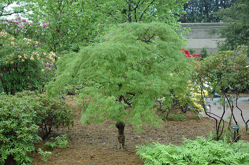 Cutleaf Japanese Maple (Acer palmatum 'Dissectum') at Plants Unlimited