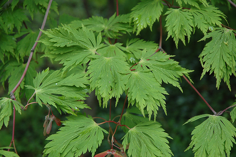Cutleaf Fullmoon Maple (Acer japonicum 'Aconitifolium') at Plants Unlimited