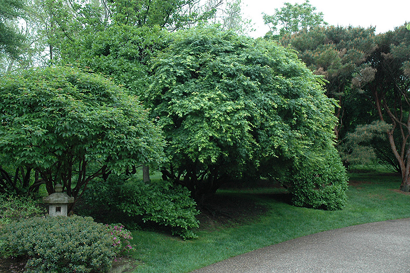 Japanese Maple (Acer palmatum) at Plants Unlimited