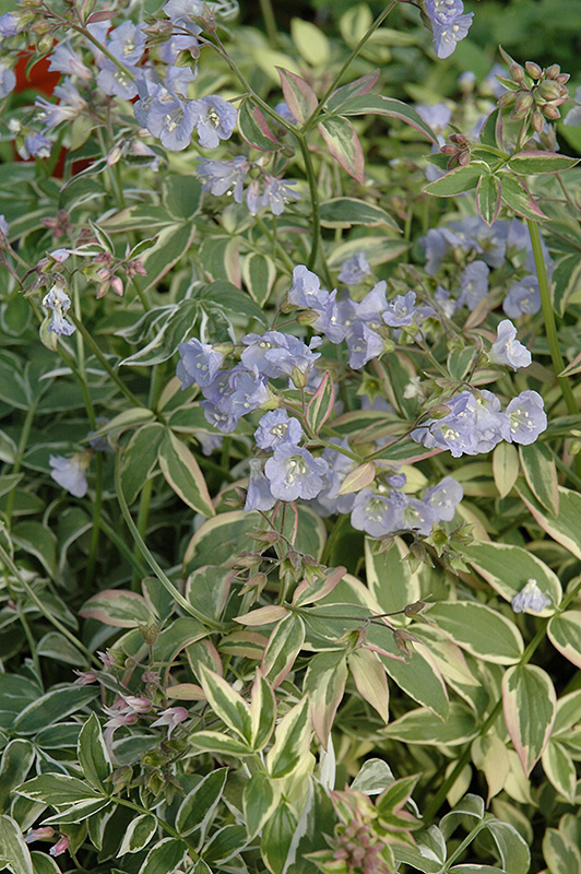Touch Of Class Jacob's Ladder (Polemonium reptans 'Touch Of Class') at Plants Unlimited