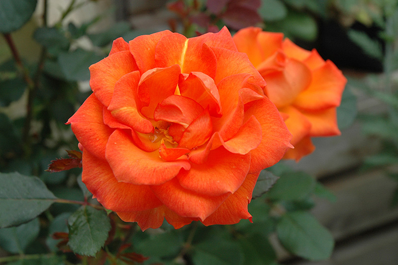 Gingersnap Rose (Rosa 'Gingersnap') at Plants Unlimited