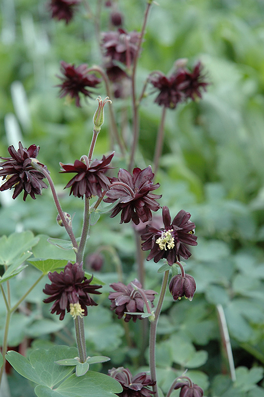 Black Barlow Columbine (Aquilegia vulgaris 'Black Barlow') at Plants Unlimited