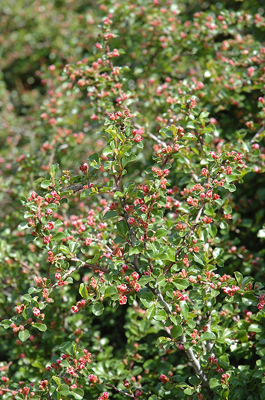 Cranberry Cotoneaster (Cotoneaster apiculatus) at Plants Unlimited