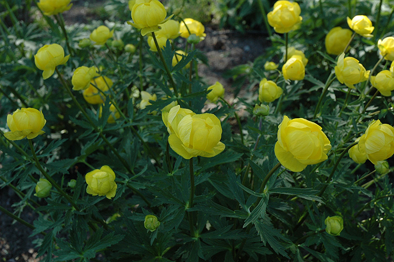 Lemon Queen Globeflower (Trollius x cultorum 'Lemon Queen') at Plants Unlimited