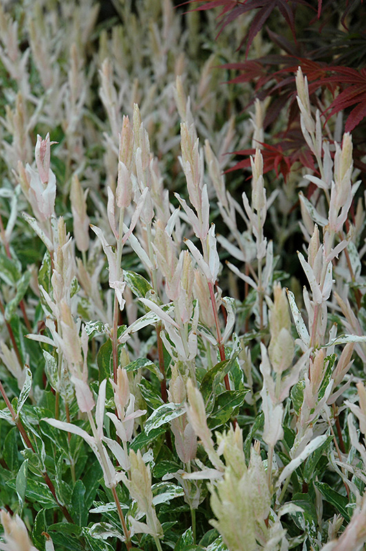 Tricolor Willow (Salix integra 'Hakuro Nishiki') at Plants Unlimited