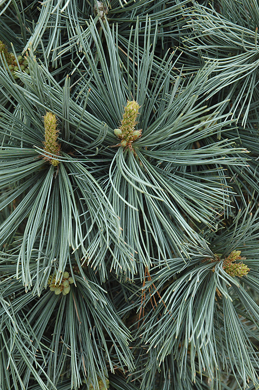 Extra Blue Limber Pine (Pinus flexilis 'Extra Blue') at Plants Unlimited