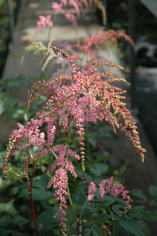 Ostrich Plume Astilbe (Astilbe x arendsii 'Ostrich Plume') at Plants Unlimited