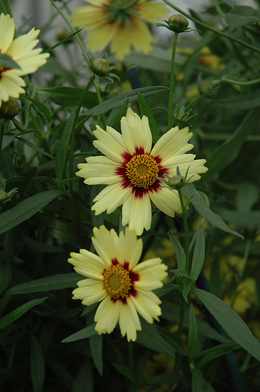 Red Shift Tickseed (Coreopsis 'Red Shift') at Plants Unlimited