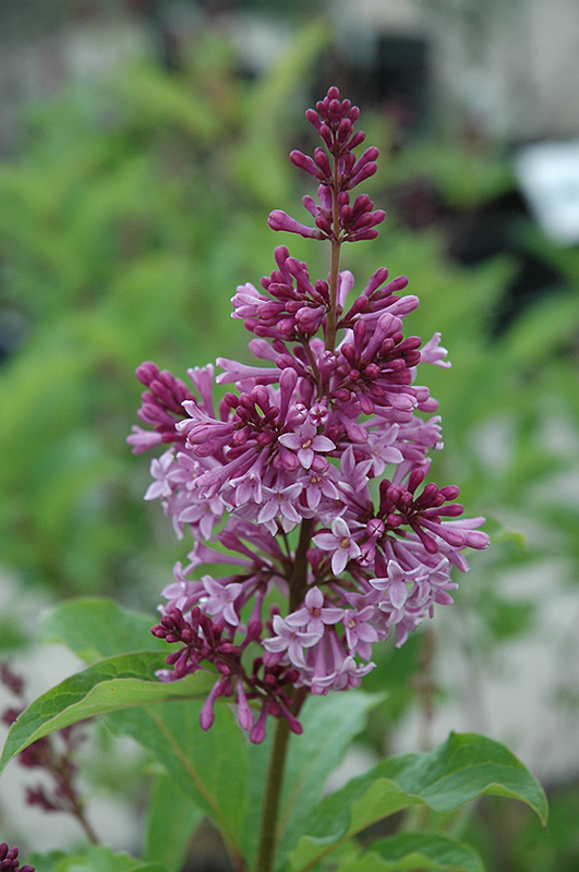 Royalty Lilac (Syringa x prestoniae 'Royalty') at Plants Unlimited