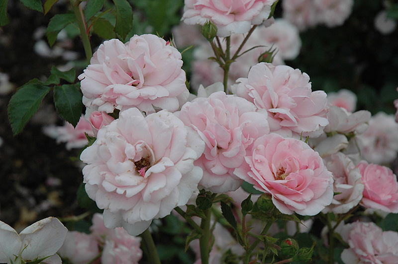 Bonica Rose (Rosa 'Meidomonac') at Plants Unlimited