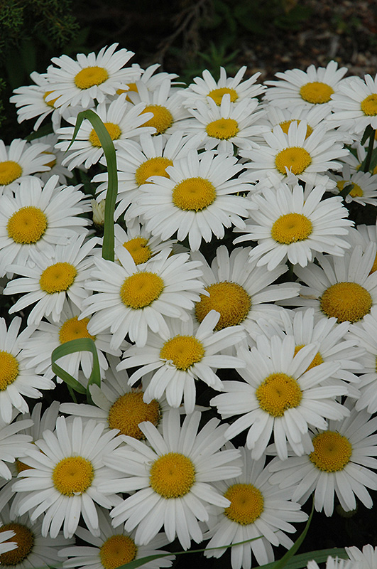 Snow Lady Shasta Daisy (Leucanthemum x superbum 'Snow Lady') at Plants Unlimited