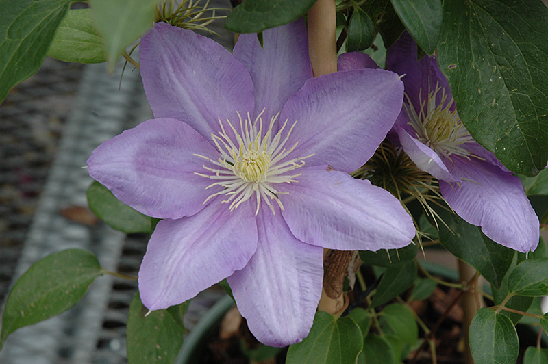 Cezanne Clematis (Clematis 'Cezanne') at Plants Unlimited