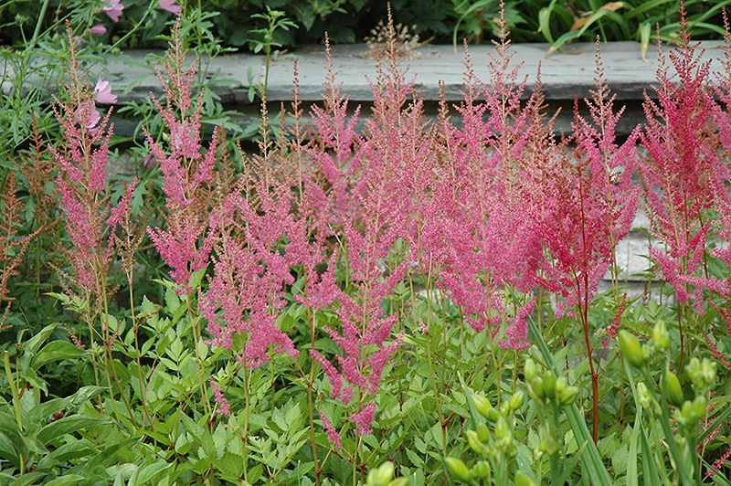 Visions in Pink Chinese Astilbe (Astilbe chinensis 'Visions in Pink') at Plants Unlimited