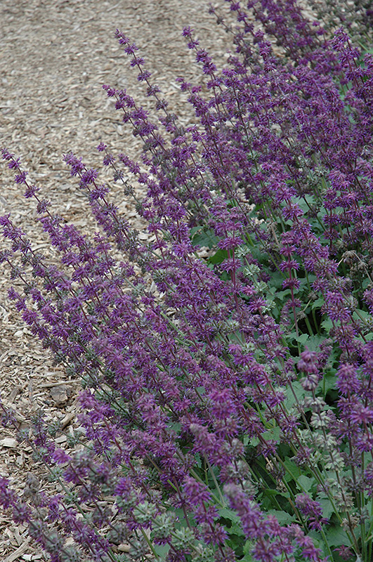 Purple Rain Salvia (Salvia verticillata 'Purple Rain') at Plants Unlimited