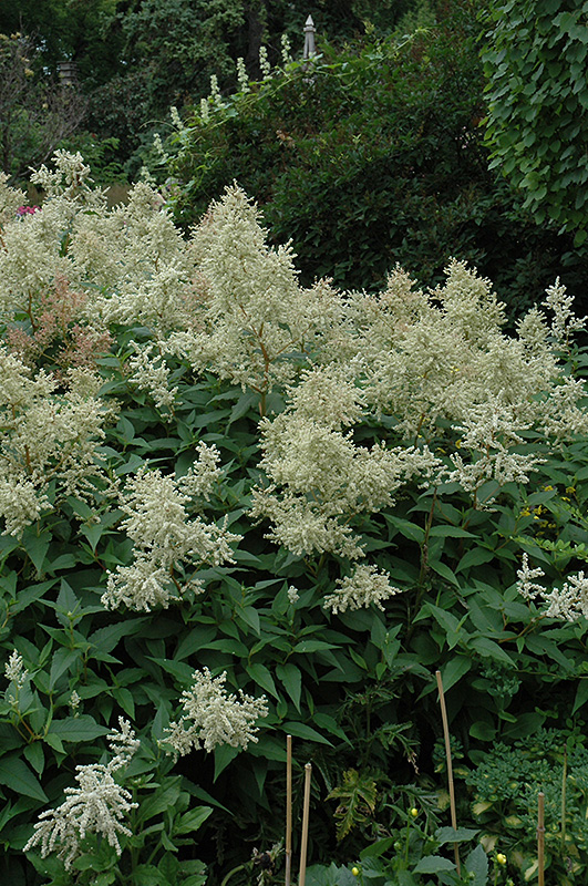 White Fleeceflower (Persicaria polymorpha) at Plants Unlimited