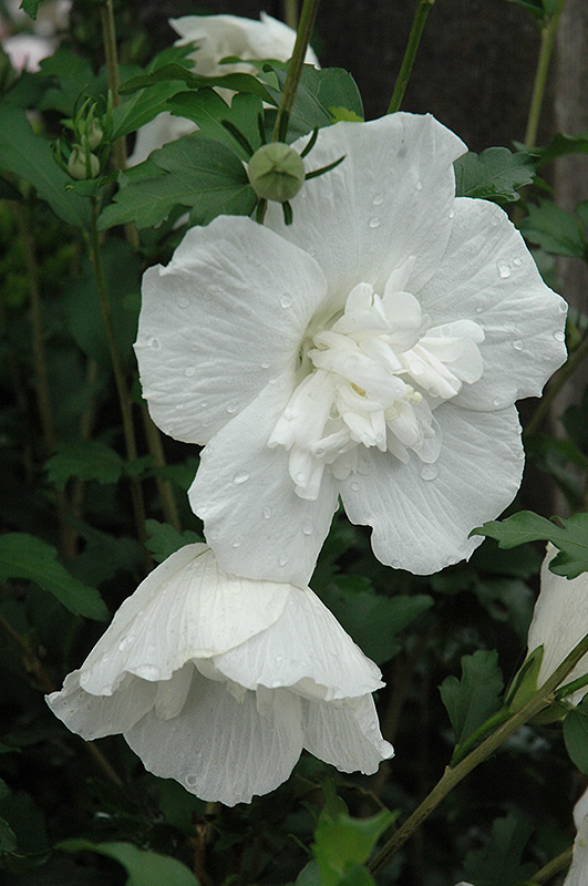 White Chiffon Rose of Sharon (Hibiscus syriacus 'Notwoodtwo') at Plants Unlimited