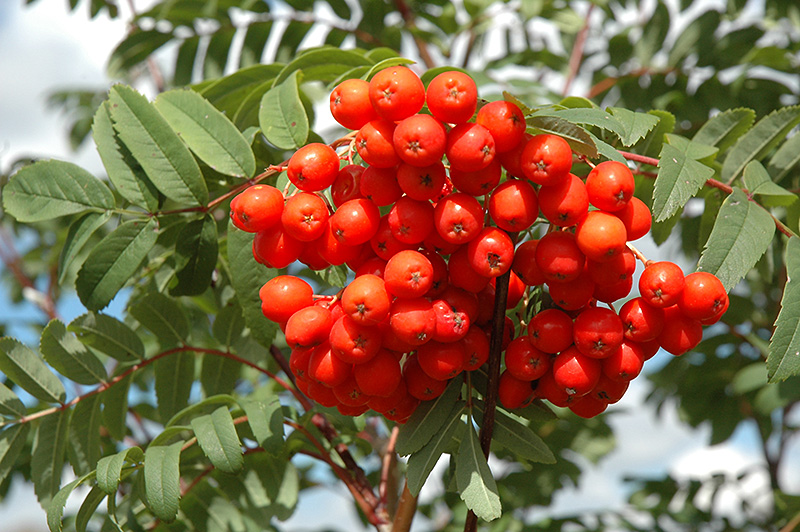 Cardinal Royal Mountain Ash (Sorbus aucuparia 'Michred') at Plants Unlimited