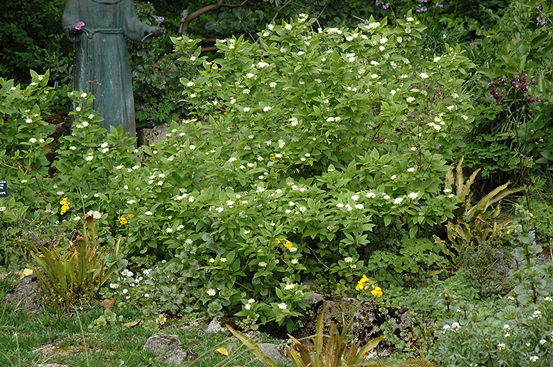 White Heliotrope (Heliotropium arborescens 'Album') at Plants Unlimited