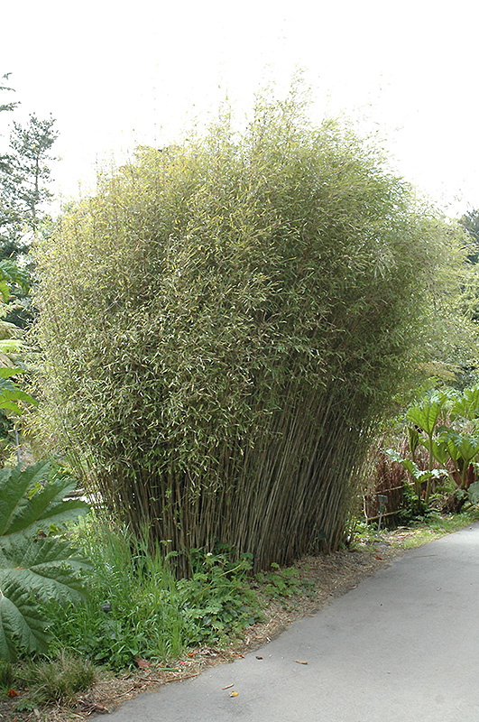 Blue Fountain Bamboo (Fargesia nitida) at Plants Unlimited