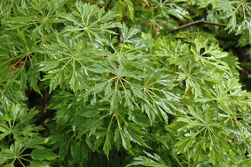 Green Cascade Maple (Acer japonicum 'Green Cascade') at Plants Unlimited