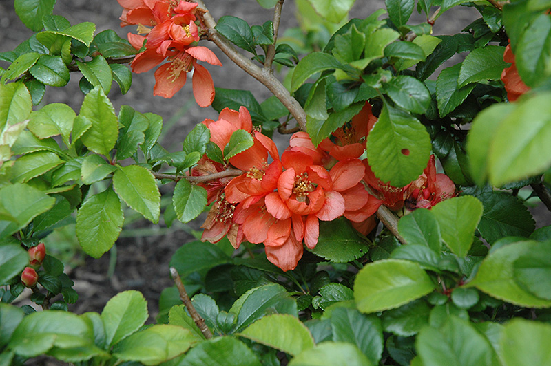 Orange Beauty Flowering Quince (Chaenomeles japonica 'Orange Beauty') at Plants Unlimited