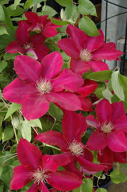 Rebecca Clematis (Clematis 'Rebecca') at Plants Unlimited