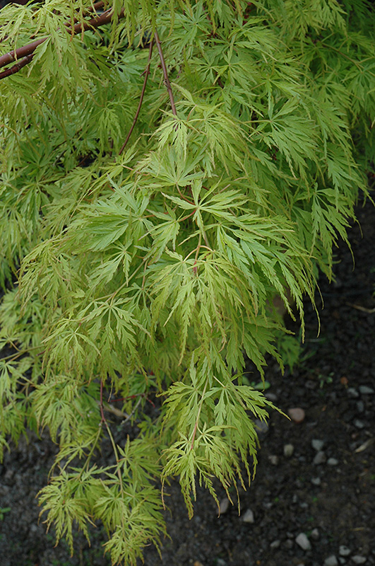 Seiryu Japanese Maple (Acer palmatum 'Seiryu') at Plants Unlimited