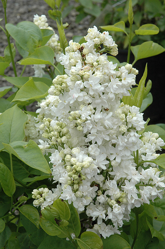 Mme. Lemoine Lilac (Syringa vulgaris 'Mme. Lemoine') at Plants Unlimited