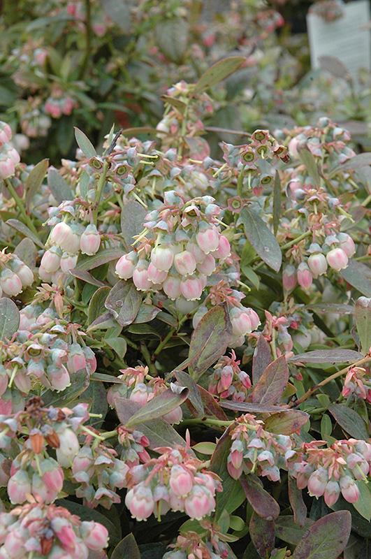 Legacy Blueberry (Vaccinium corymbosum 'Legacy') at Plants Unlimited