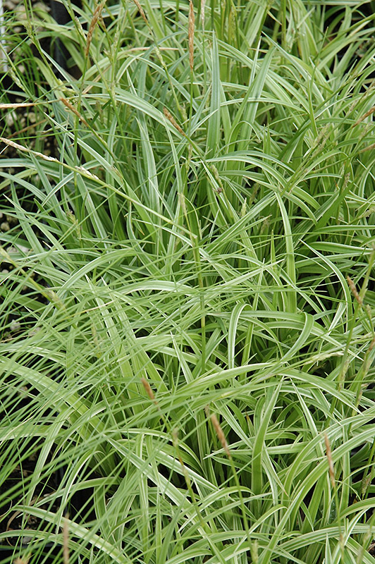 Silver Sceptre Variegated Japanese Sedge (Carex morrowii 'Silver Sceptre') at Plants Unlimited