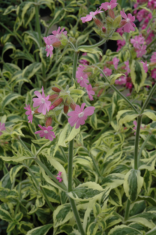 Clifford Moor Variegated Catchfly (Silene dioica 'Clifford Moor') at Plants Unlimited