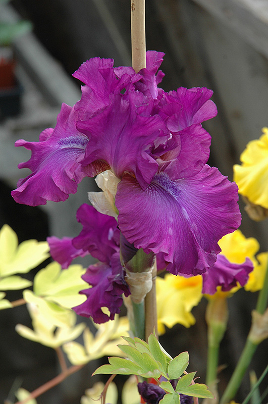 Swingtown Iris (Iris 'Swingtown') at Plants Unlimited