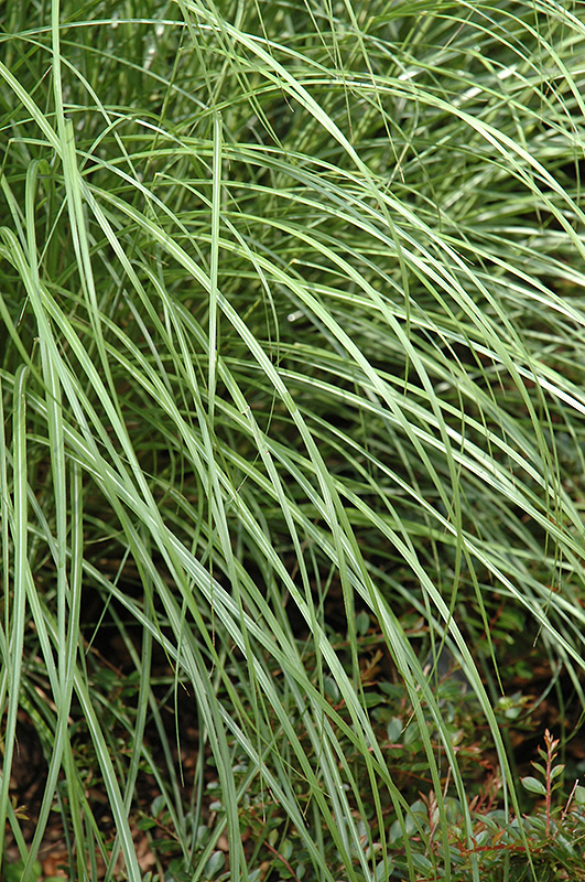 Little Kitten Dwarf Maiden Grass (Miscanthus sinensis 'Little Kitten') at Plants Unlimited