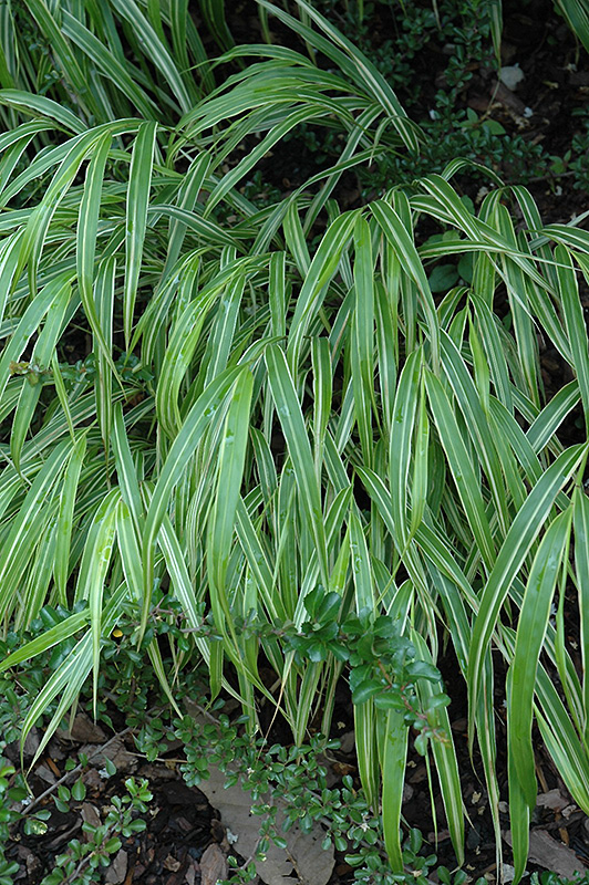 White Striped Hakone Grass (Hakonechloa macra 'Albo Striata') at Plants Unlimited
