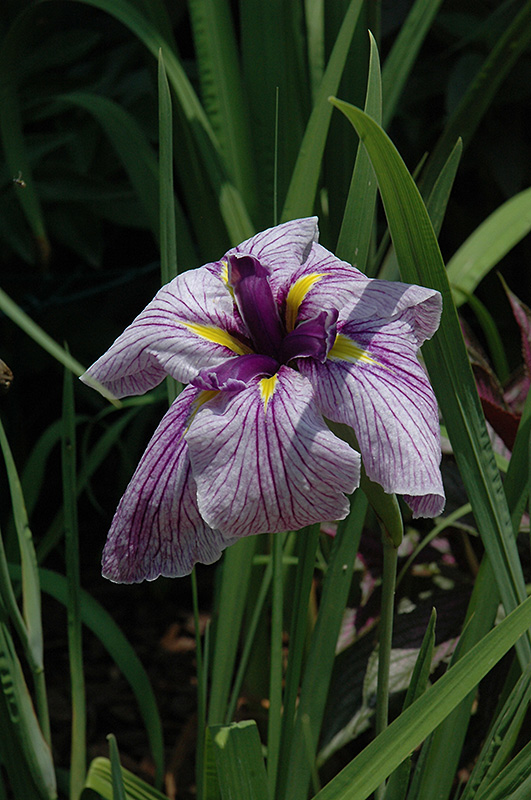 Japanese Water Iris (Iris ensata) at Plants Unlimited