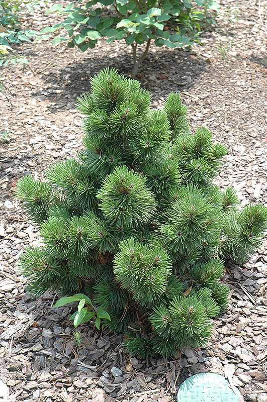 Irish Bell Bosnian Pine (Pinus heldreichii 'Irish Bell') at Plants Unlimited