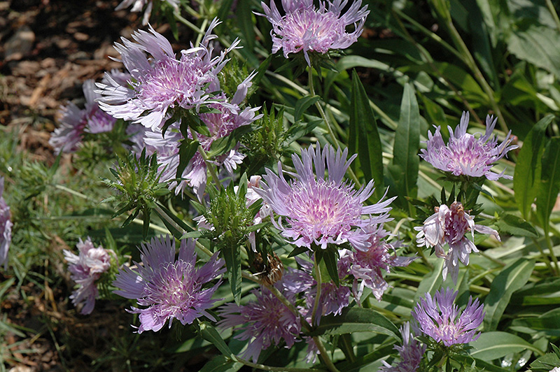 Blue Danube Aster (Stokesia laevis 'Blue Danube') at Plants Unlimited
